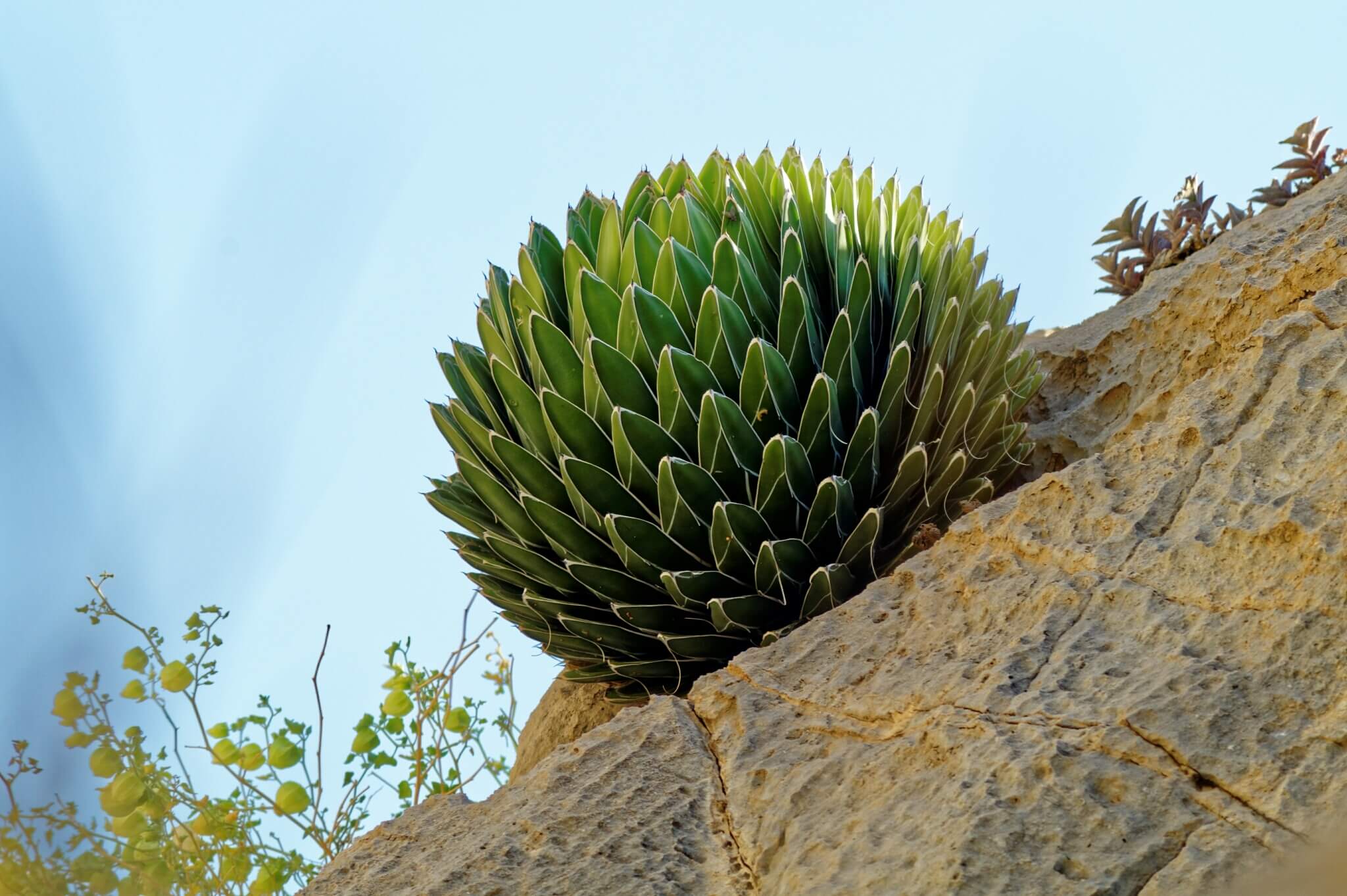 Agave victoriae reginae